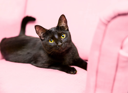 black cat laying on pink sofa