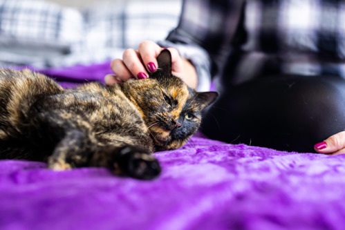 Tortoiseshell cat being stroked on the head while lying on a purple fleece blanket