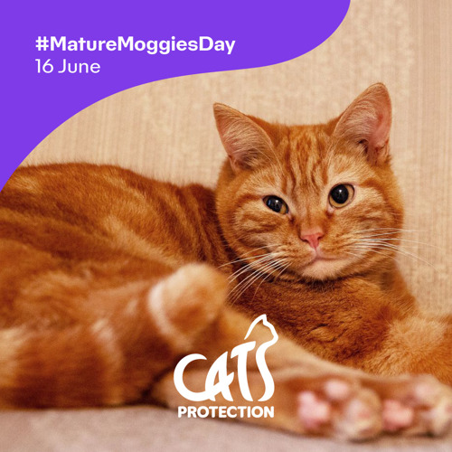 A photo of a ginger tabby cat with the text '#MatureMoggiesDay 16 June' and the Cats Protection logo