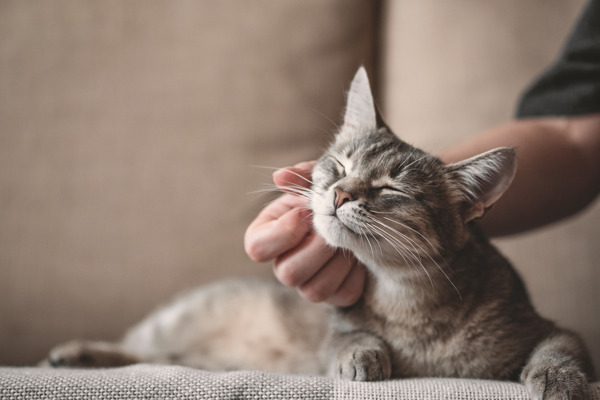 10 tips to get a cat to like you