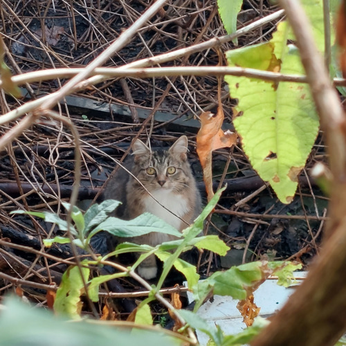 Tabby cat hiding in the undergrowth