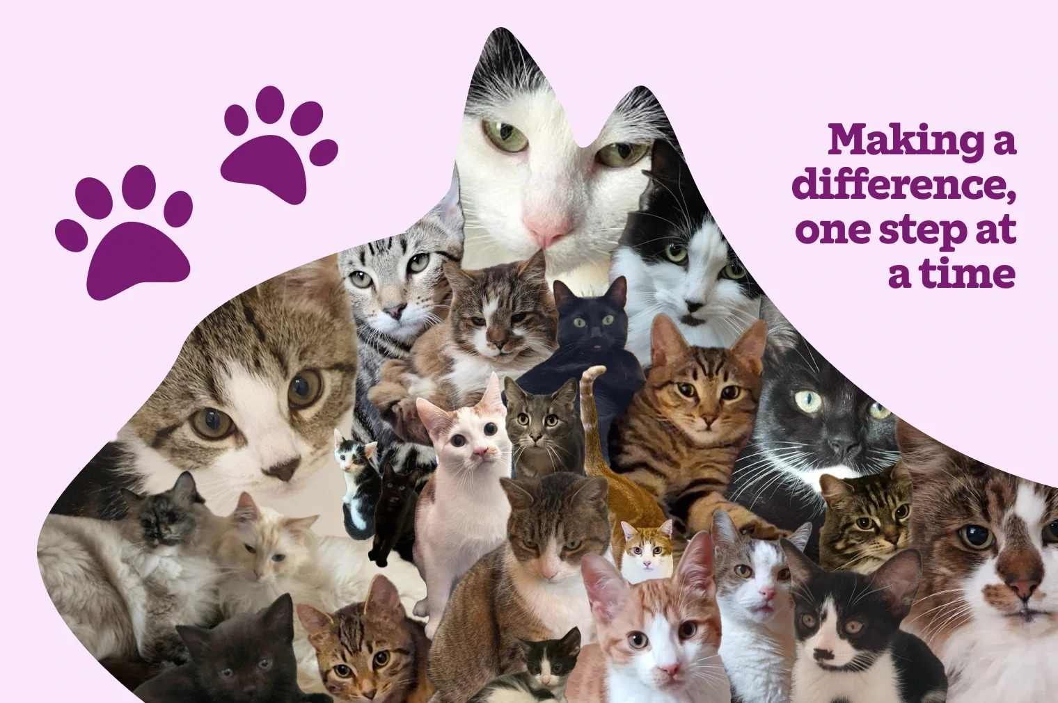 Making a difference, one step at a time. [Image of collage of cats inside a cat shape]