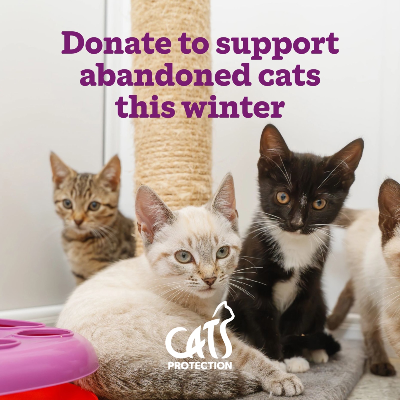 Donate to Support abandoned cats this winter