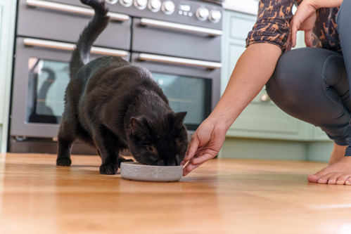 black cat eating from a grey ceramic food bowl being held by a person out of shot