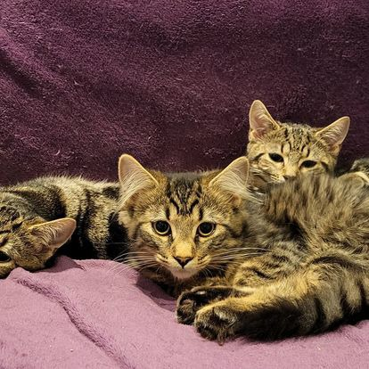3 tabby kittens against pink blanket
