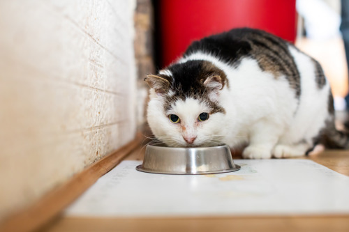 brown-and-white tabby cat eating from a silver metal cat bowl