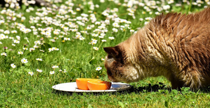 Katze schnüffelt an einer Orange