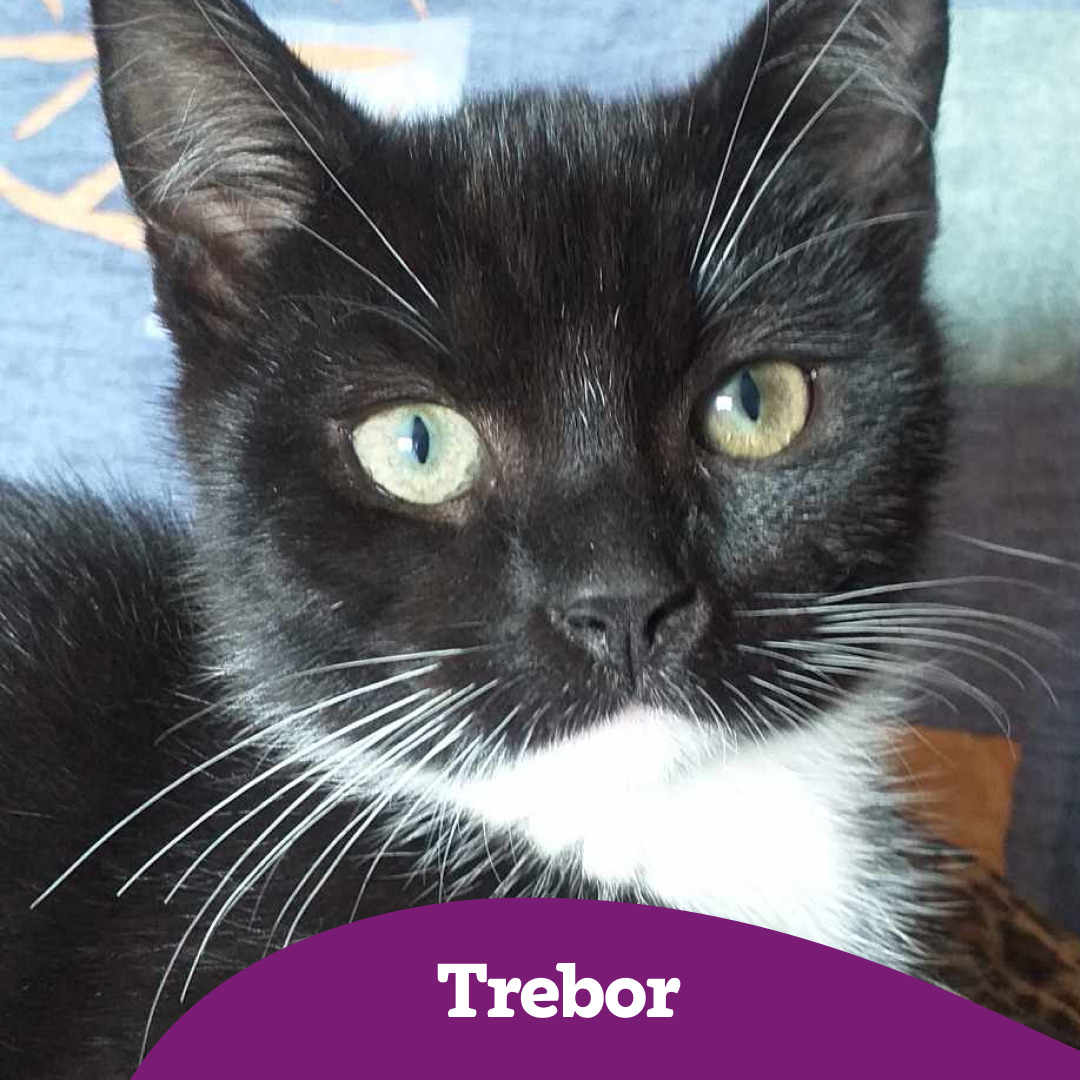 Trebor