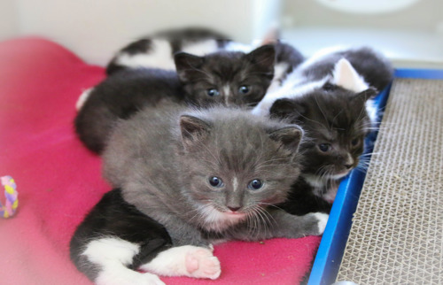 A litter of newborn kittens sitting on a pink blanket. There is a grey kitten with blue eyes at the front. behind them are several black and black-and-white kittens