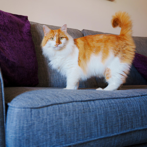 ginger-and-white long-haired cat standing on blue sofa with fluffy tail in the air