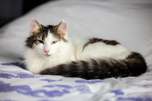 brown-and-white long-haired tabby cat lying white-and-purple blanket with their fluffy, stripy tail wrapped around them
