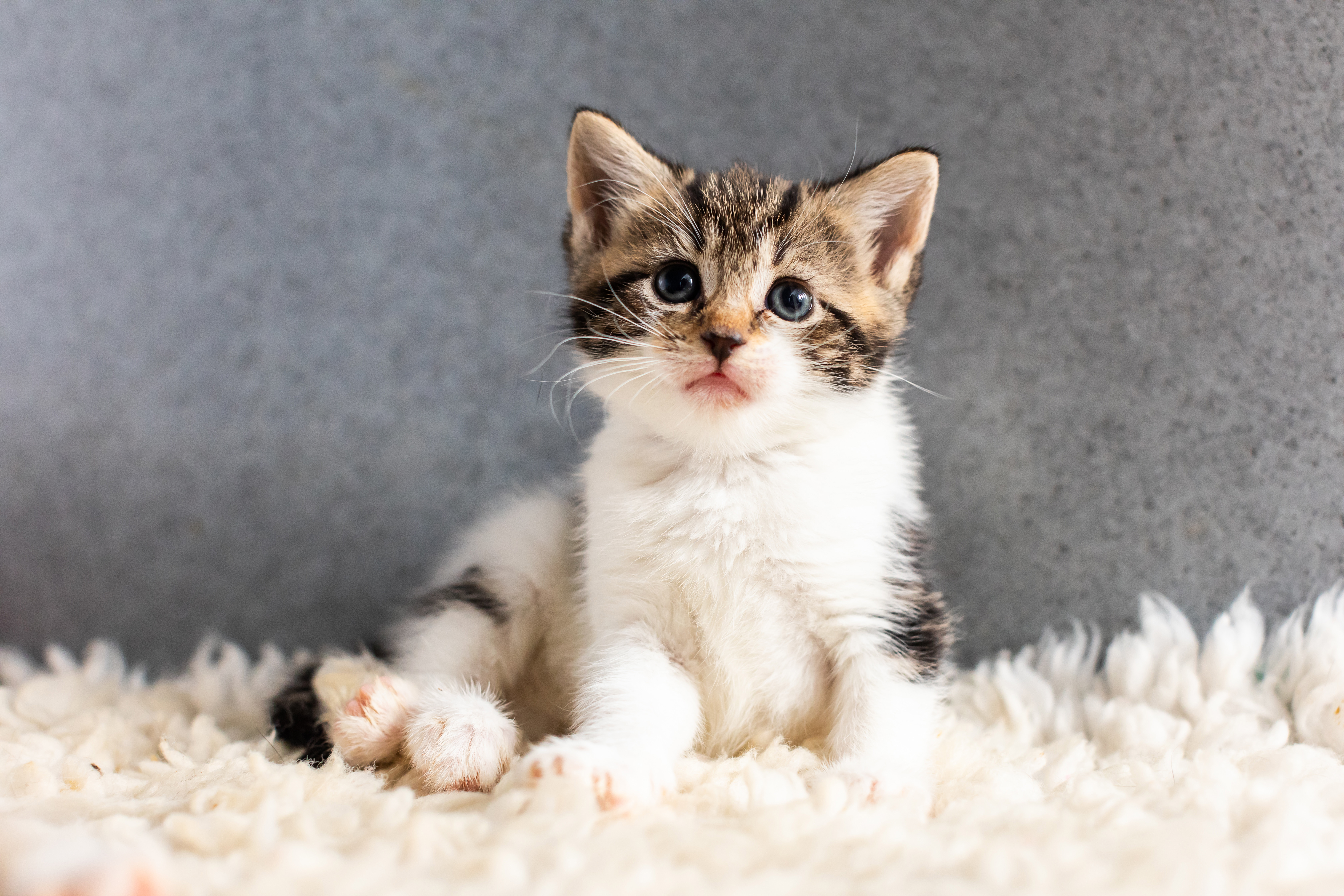 Kitten teething advice Blog