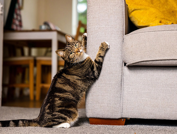 Cats and Scratching - Why do cats scratch? | Cats Protection