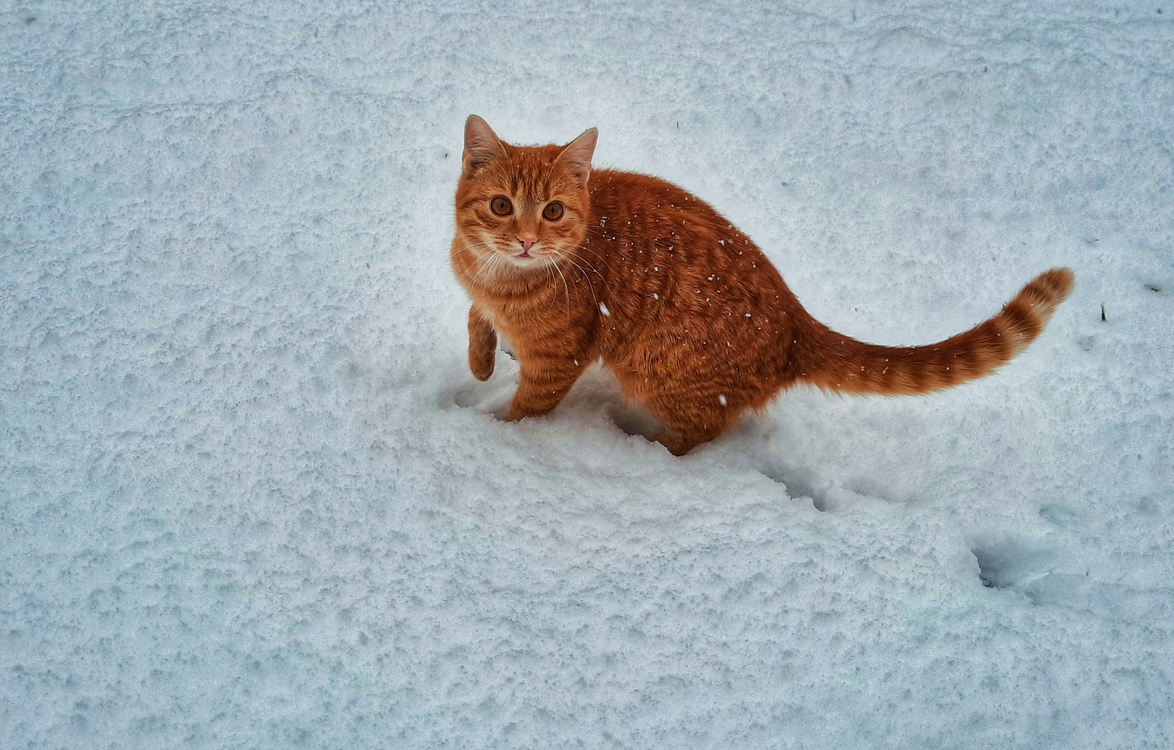 Cat in snow.