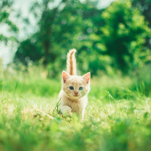 ginger tabby kitten walking towards the camera on a grassy lawn with their tail pointing straight up