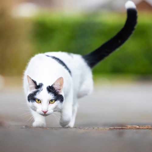 black-and-white cat with missing back leg about to pounce. Their black tail with a white tip is wagging behind them