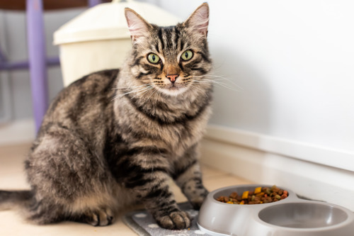 brown tabby cat sat next to food bowl with cat food in it