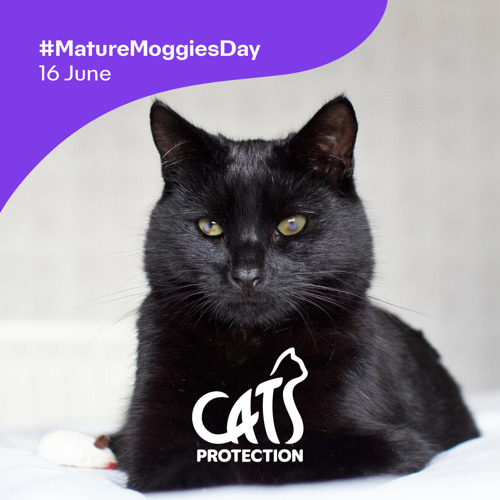 A photo of a black cat with the text '#MatureMoggiesDay 16 June' and the Cats Protection logo