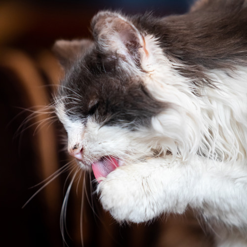 grey-and-white long haired cat licking their paw