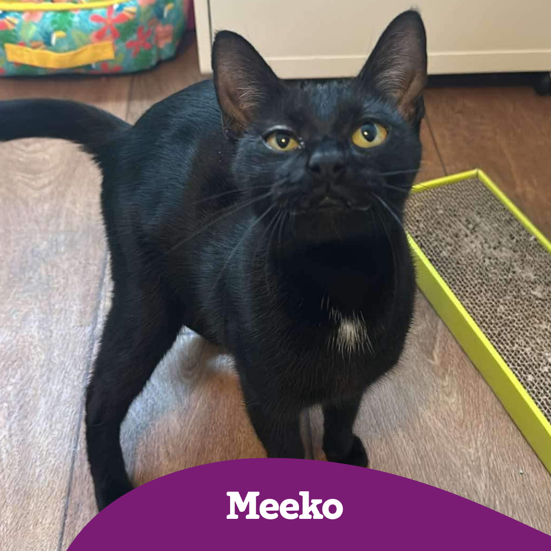 Meeko