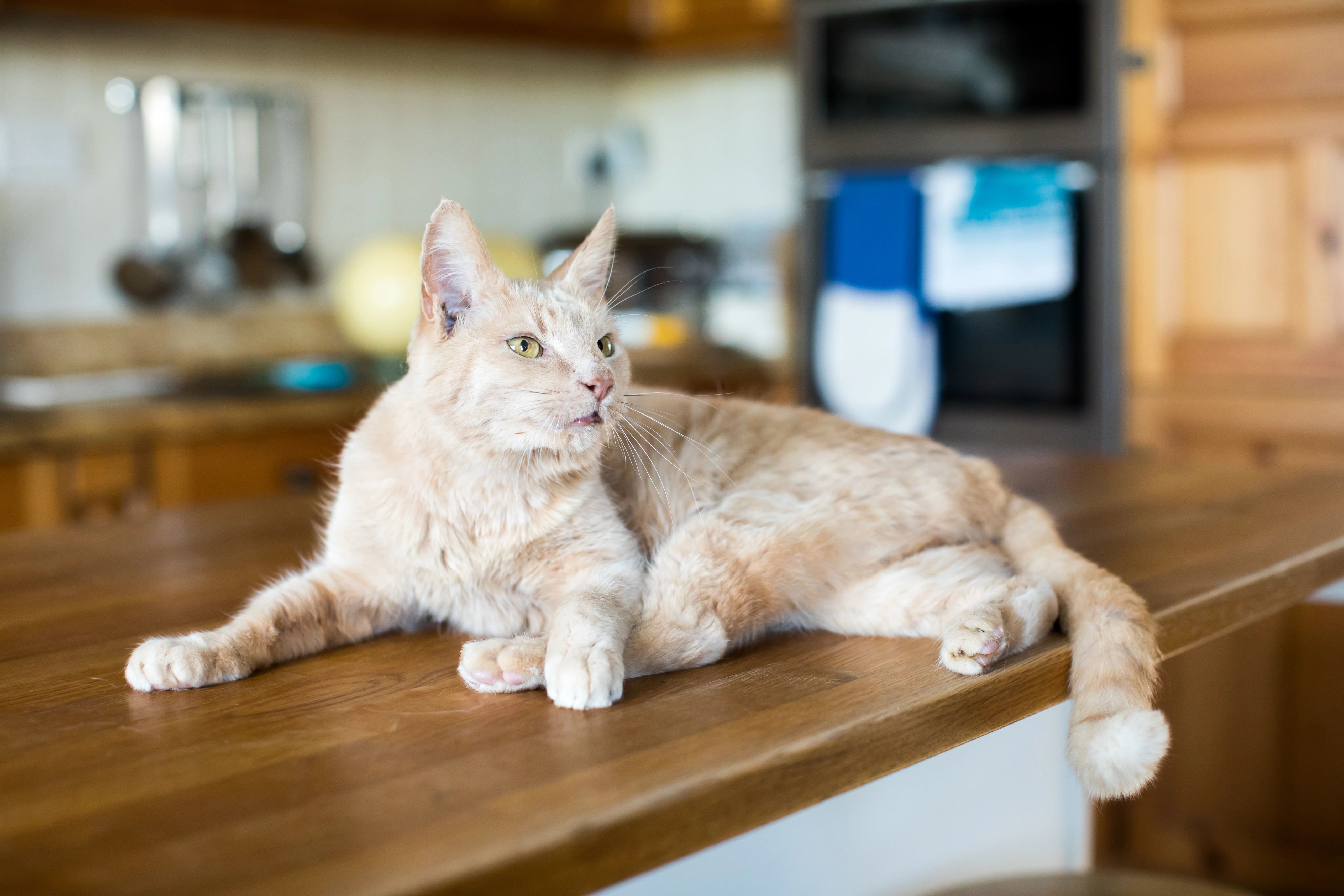 Best cat bed for older outlet cats