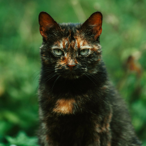 A tortoiseshell cat sat looking at the camera in front of a blurred background of green foliage