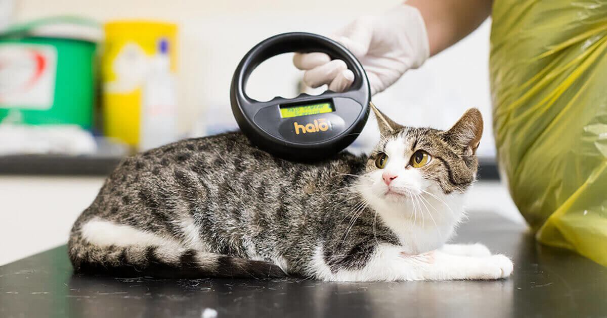 Chipping your shops cat