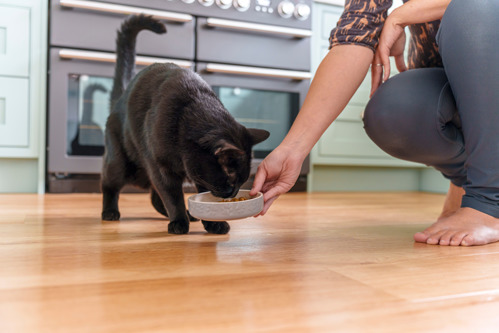 black cat eating from ceramic grey cat bowl being held by a person crouching down on the wooden floor