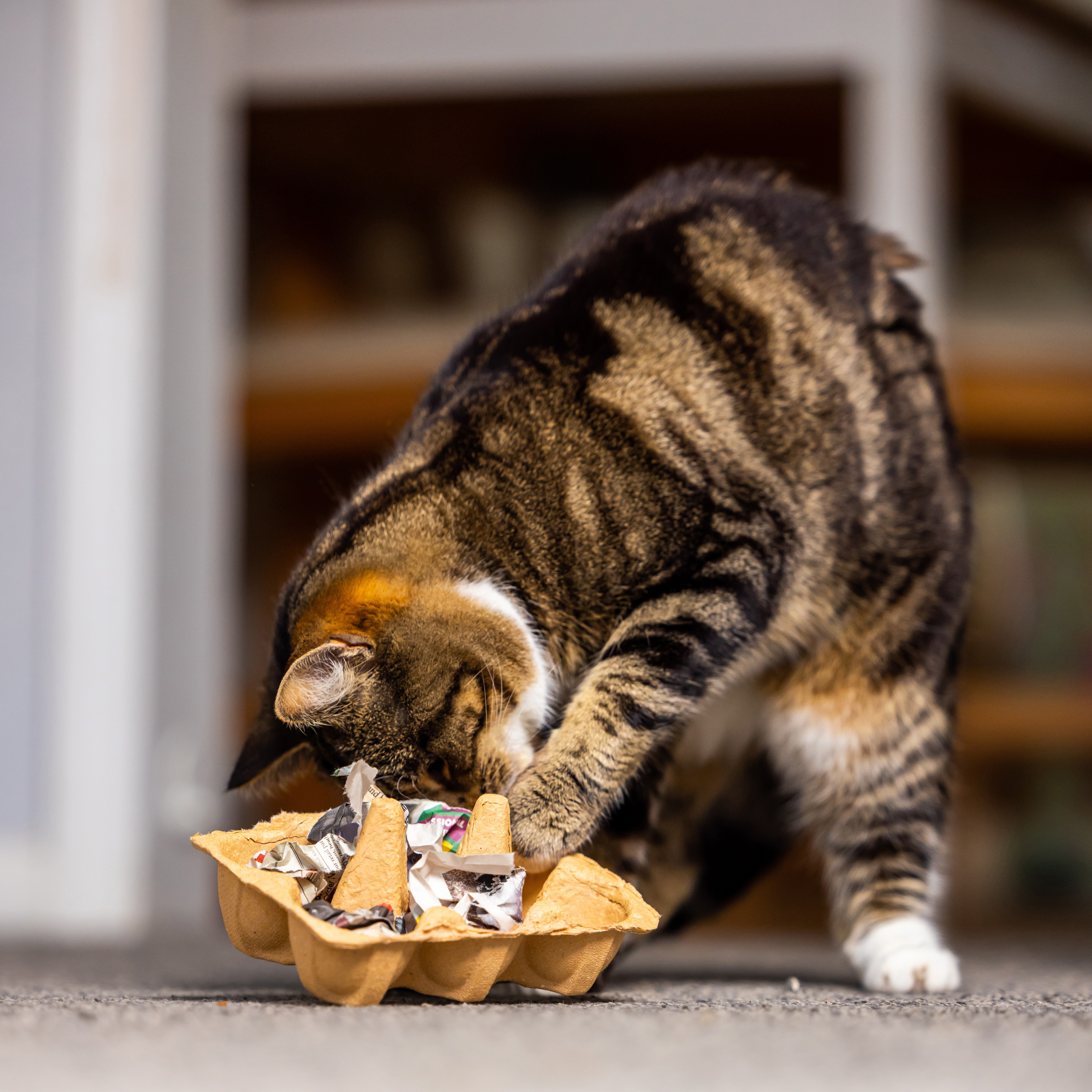 Cat toy store with food inside