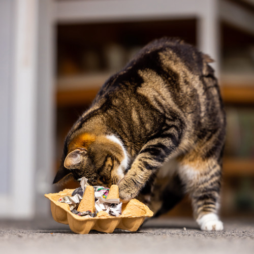 How to Make a Homemade Puzzle Feeder for a Cat: 12 Steps