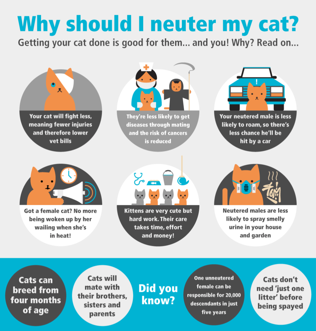 Why should I neuter my cat?