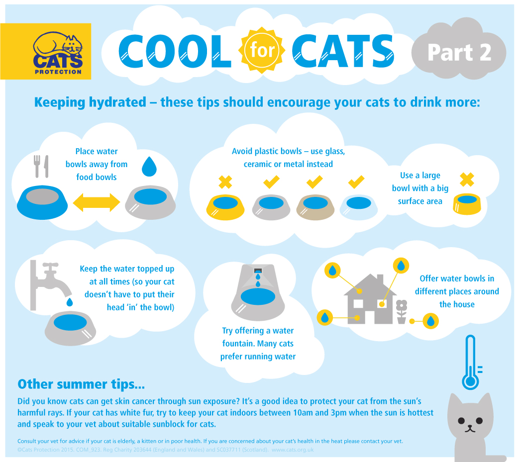 keeping cats cool in summer heat