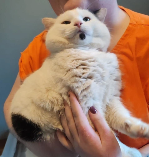 Absolute Unit