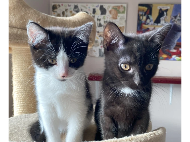 Kittens – Spud & Coco