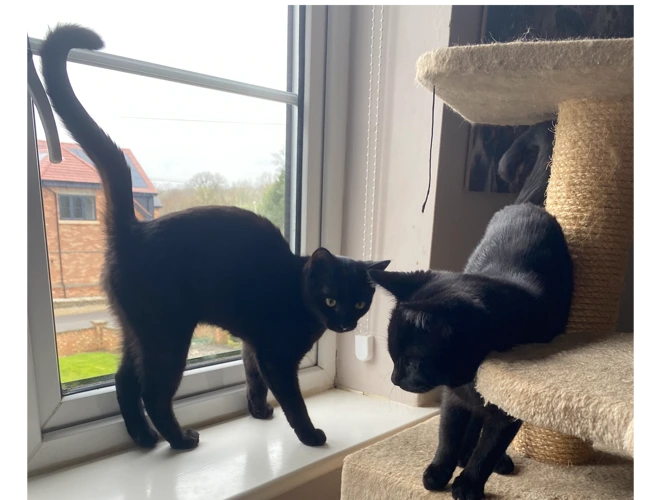 Kittens – Storm & Lulu