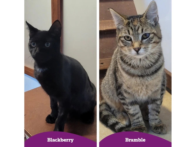 Blackberry & Bramble