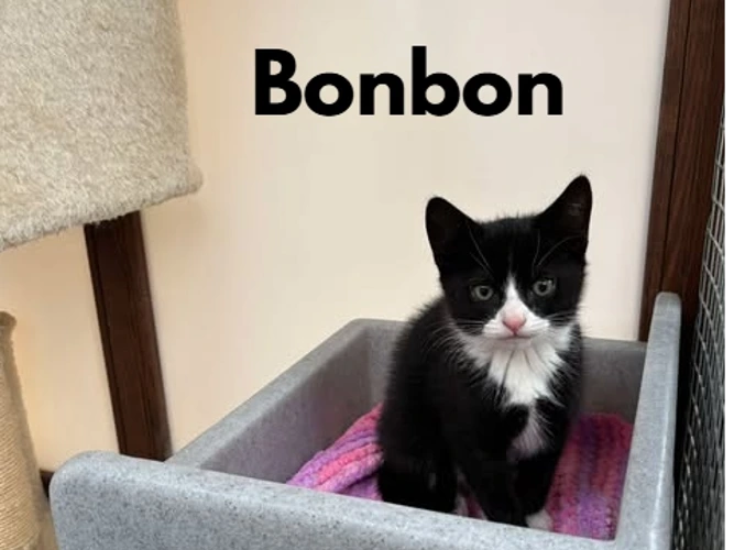 Bonbon