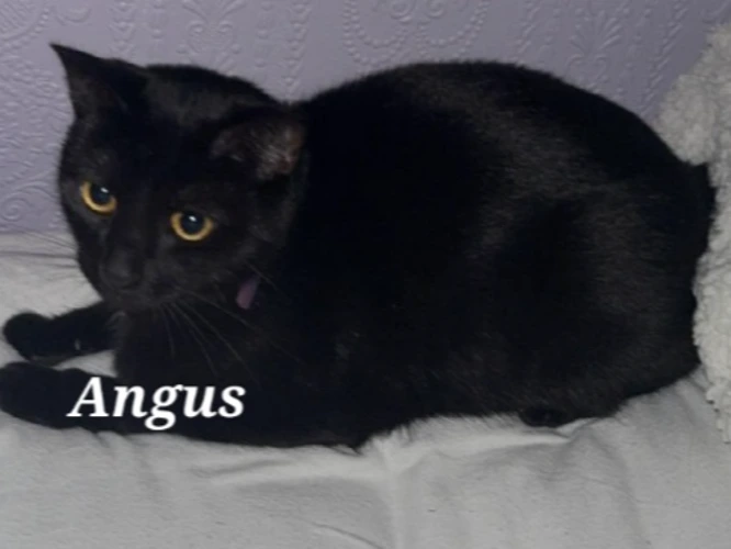 ANGUS (DH)