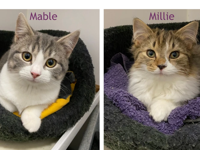 Mable and Millie