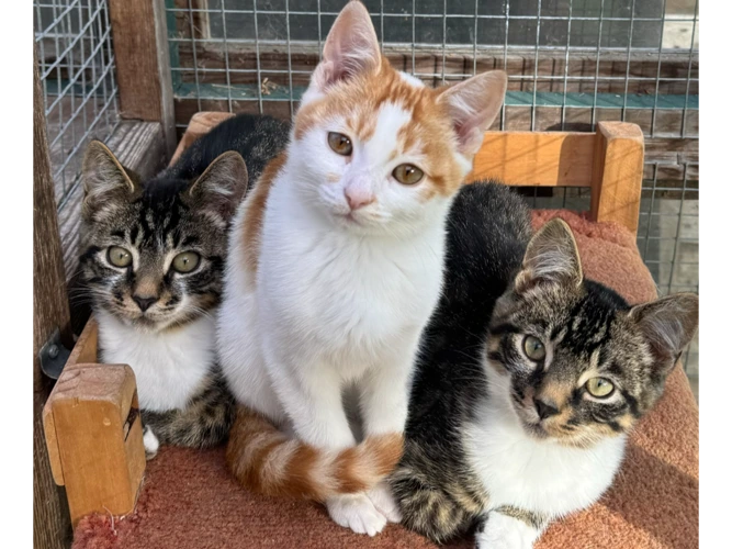 Chico, Harpo and Zeppo