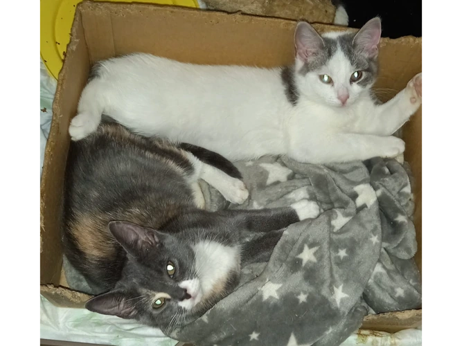 Kittens – Matilda & Bonny