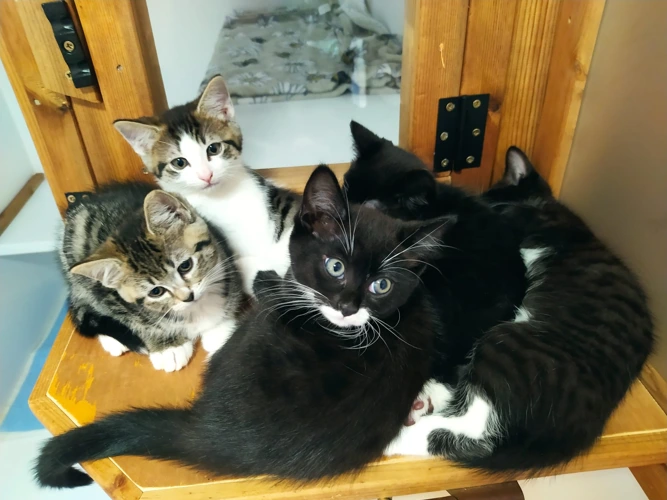 Kittens (Male and Female Available)