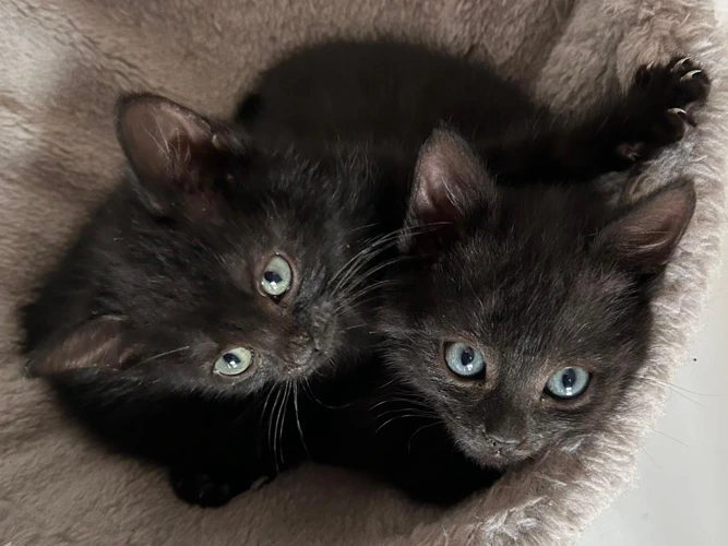 Aranea and Wilbur - Kittens