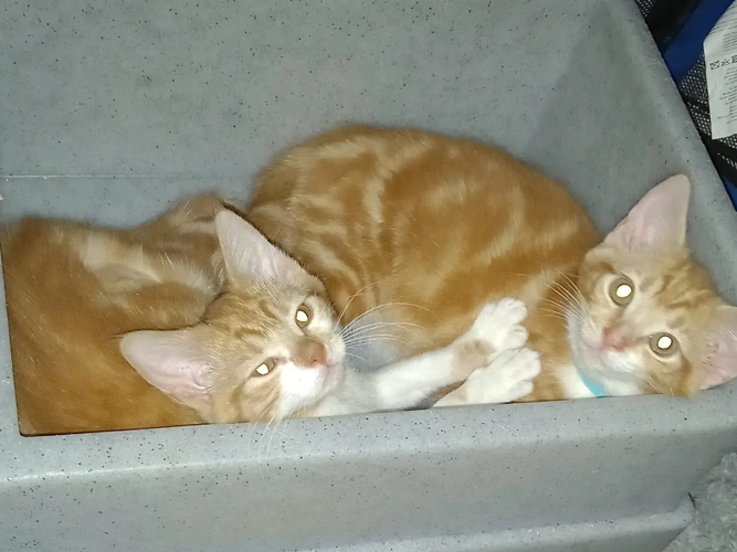 Kittens – Freddie & George