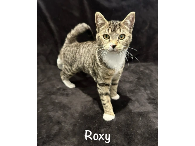 ROXY