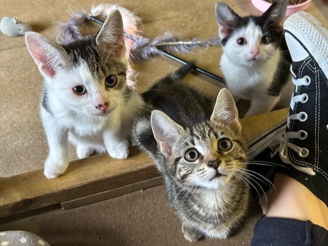 Kittens Galore - The Dream Team