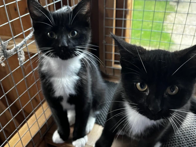 Freda and Paddy (kittens)