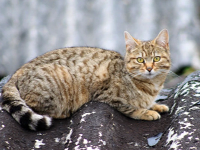 Outdoor cats