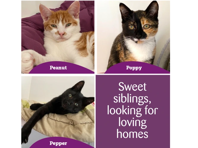 Peanut, Pepper and Poppy