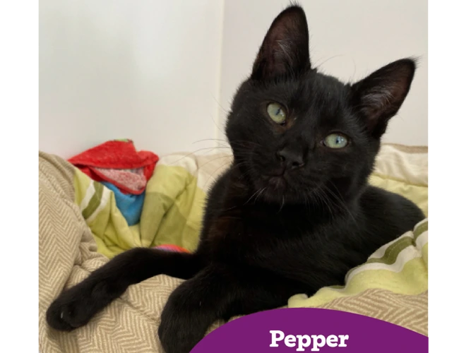 Pepper